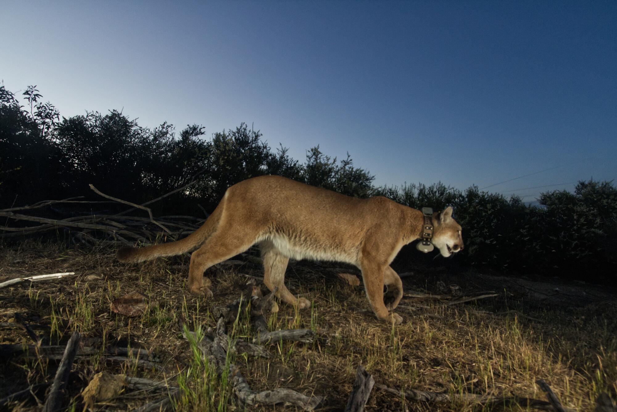Adult female mountain lion P-65 on a grassy knoll against a background of trees at dusk