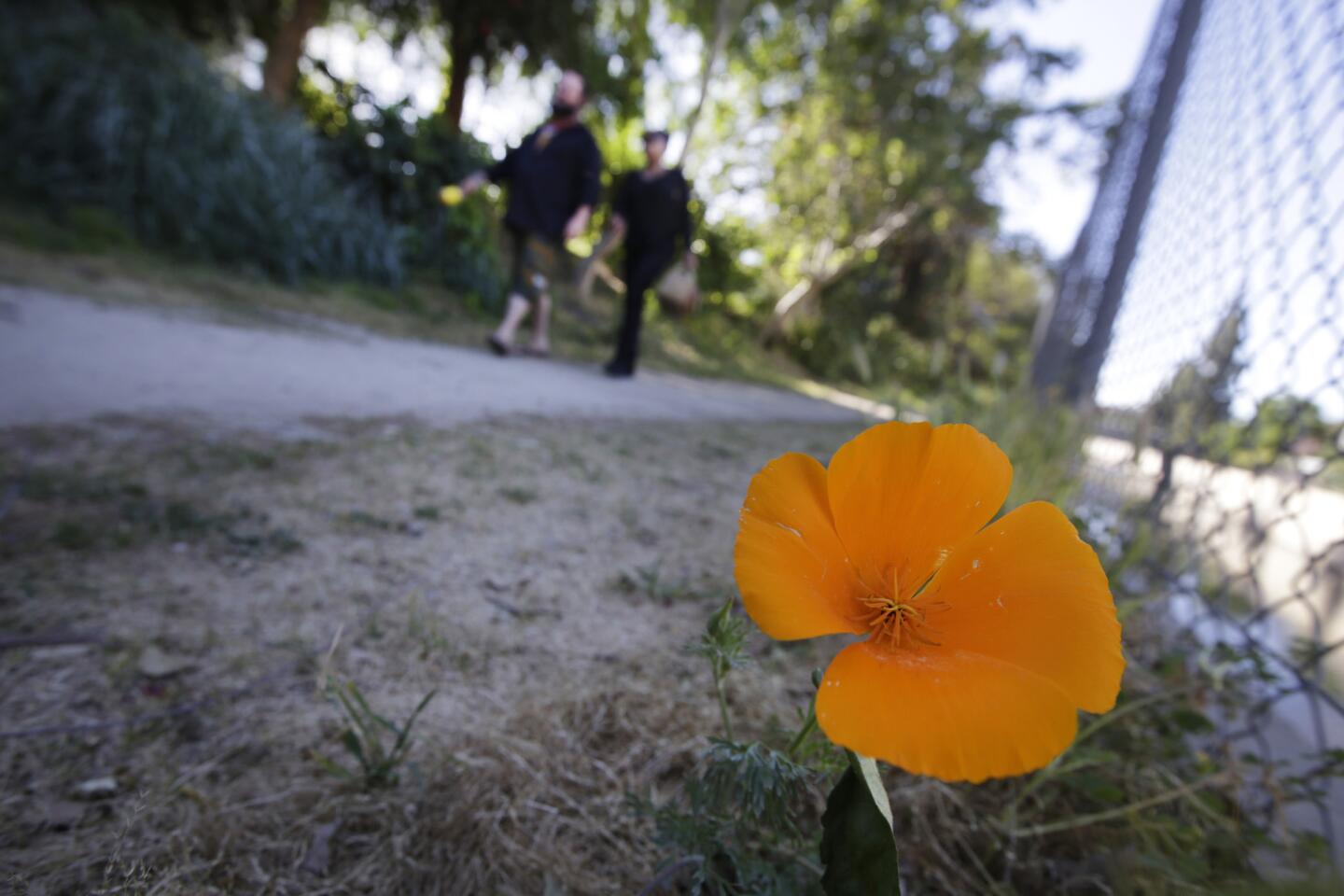 A poppy grows along the San Fernando Valley's L.A. River Walk in Los Angeles.