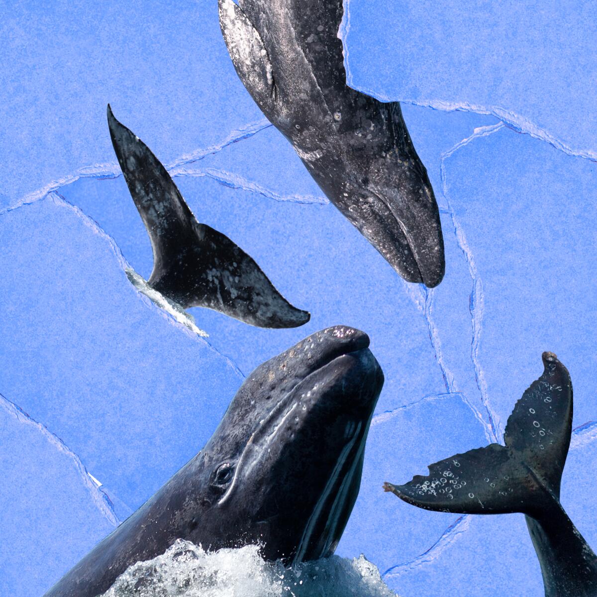 An illustration showing heads and tails of  gray whales.