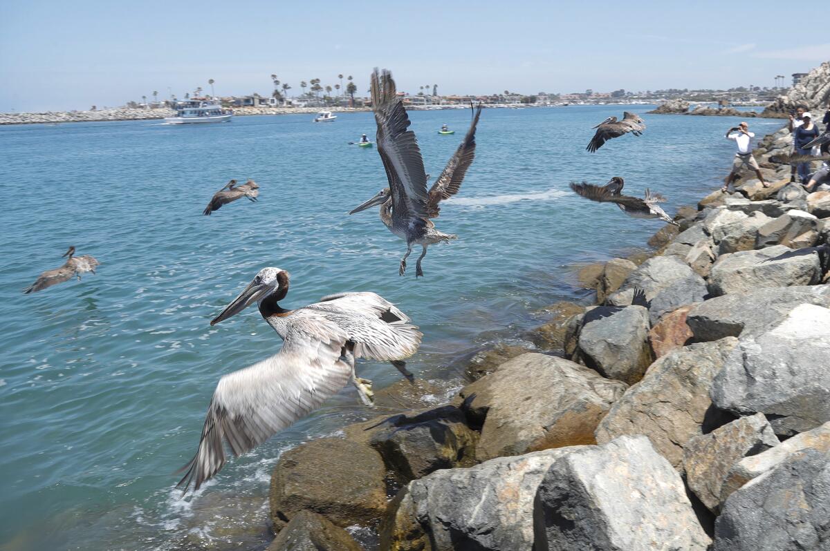 Brown pelicans take flight from the Corona del Mar State Beach breakwater path on Friday.