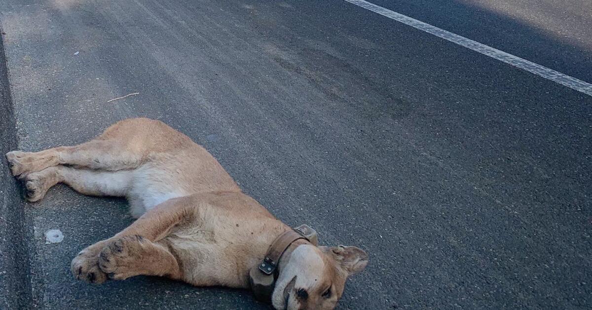 Editorial: mountain lions are being slaughtered on the roads. They need our help to cross safely