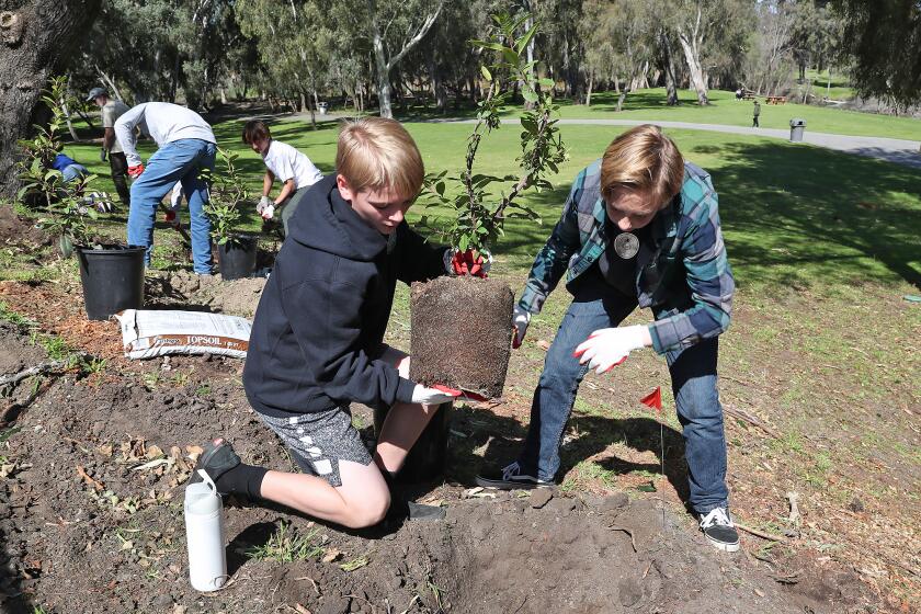 Eighth-graders Jay Neser and Nathan Boyce from Mesa View middle school, plant, mulch and water wild toyon.