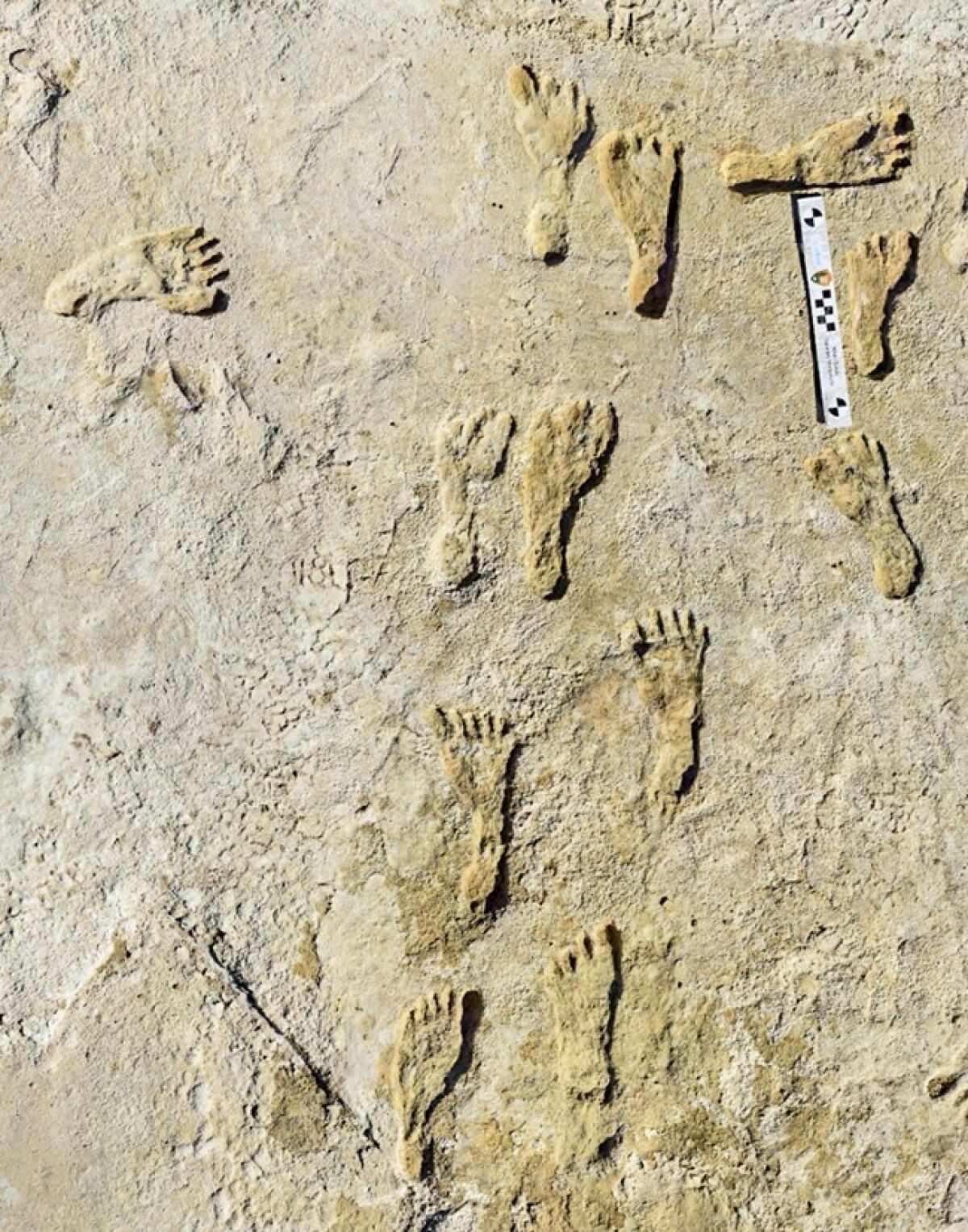 Fossilized footprints found in white gypsum. 