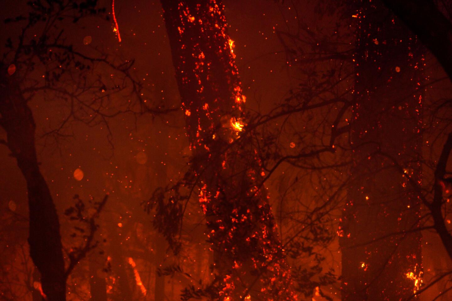 A closeup shows a tree lighted by flaming embers in the night.