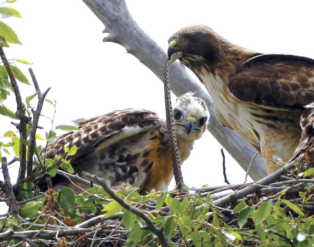 A red-tailed hawk feeds a snake to one of her young at the Rocky Mountain Wildlife Refuge in Commerce City, Colo., in 2009.