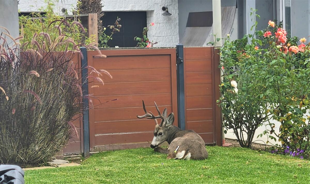 An injured mule deer was found Saturday in the yard of a home on Costa Mesa's east side, suffering from a broken leg.