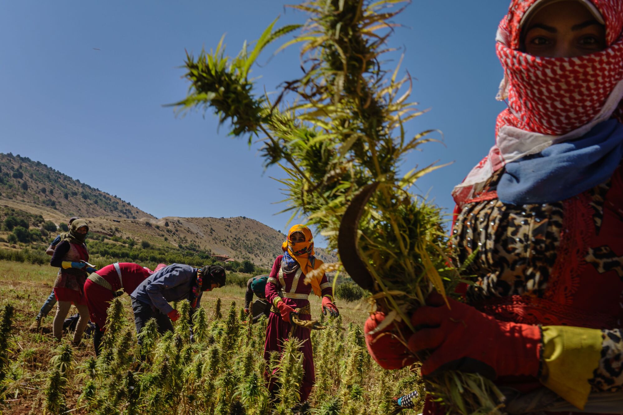 Armed with sickles, farmworkers harvest cannabis in Yammouneh, Lebanon.
