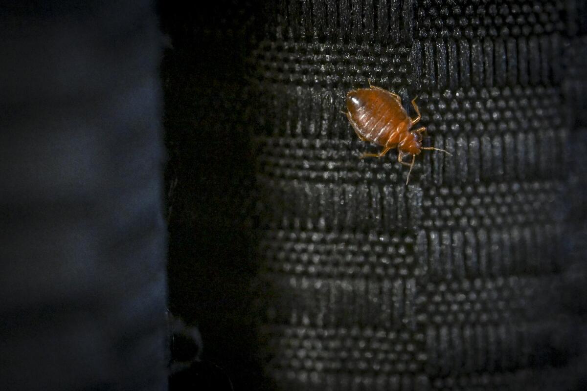 A close-up of a bed bug.