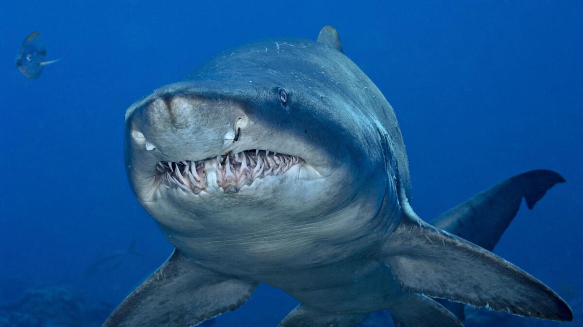 A sand tiger shark off the Bonin Islands. (Brian J. Skerry/National Geographic)