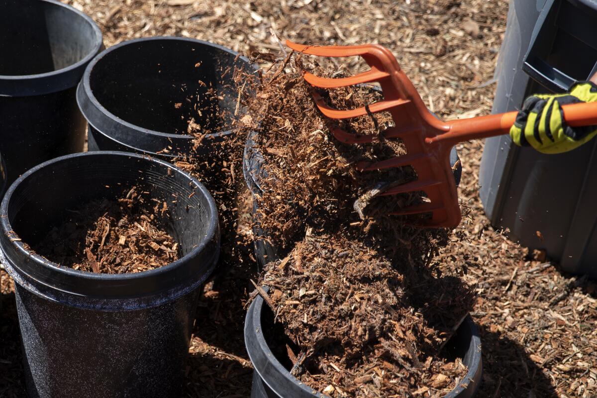 Using a fork to move wood chip mulch into buckets.