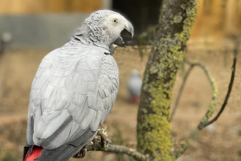 This photo taken on Saturday Sept. 26, 2020 and issued by Lincolnshire Wildlife Park shows an African grey parrot at Lincolnshire Wildlife Centre in Friskney, England, one of five who were separated as keepers say they were encouraging each other to swear. Billy, Eric, Tyson, Jade and Elsie joined Lincolnshire Wildlife Centre’s colony of 200 grey parrots in August, and soon revealed a penchant for blue language. (Steve Nichols/Lincolnshire Wildlife Park via AP)