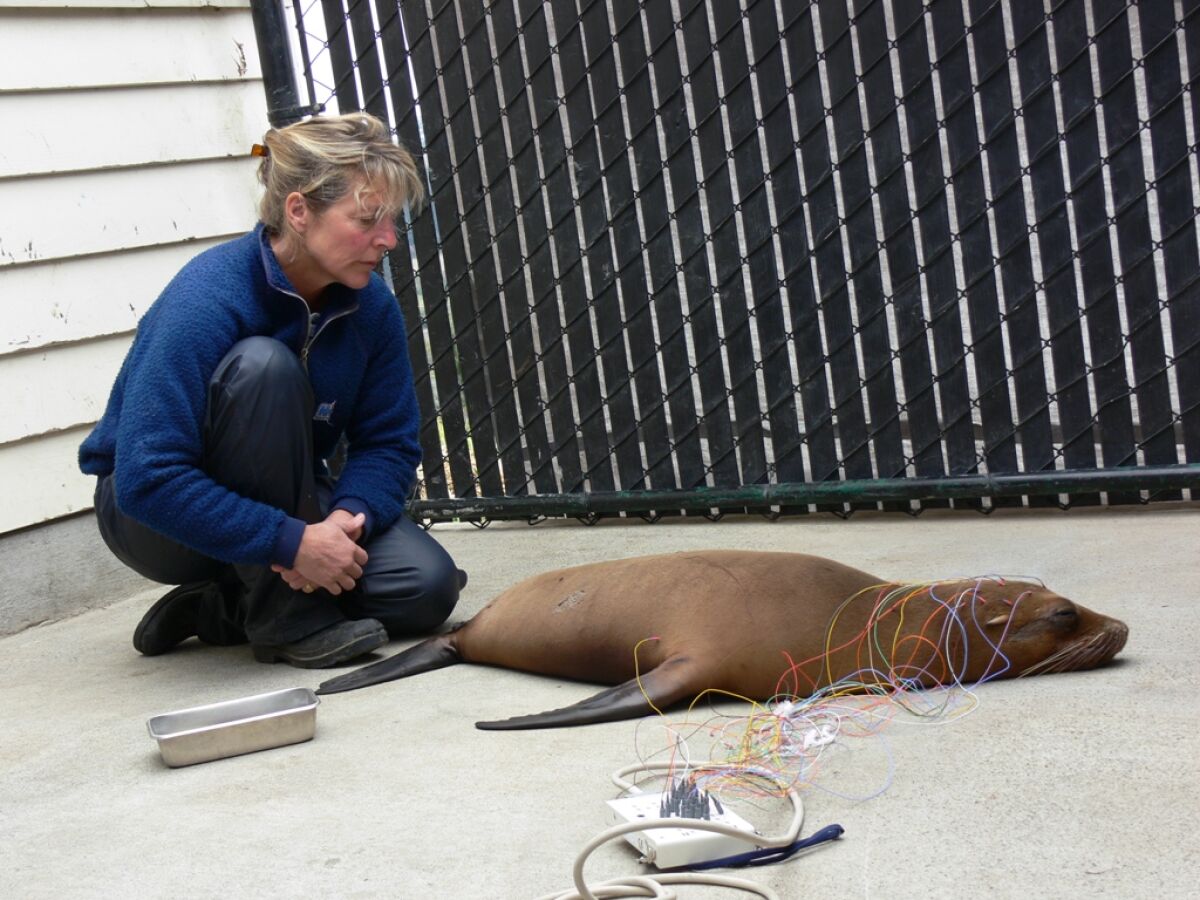 Dr. Frances Gulland watches over a sea lion undergoing an EEG test to determine the impact of domoic acid poisoning.