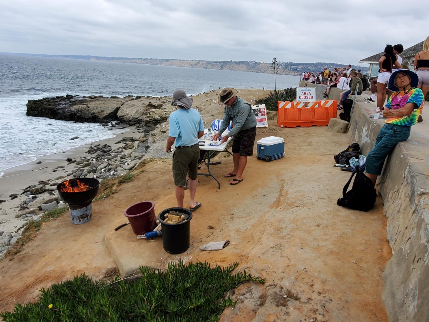 San Diego Closes Popular Beach for Seven Years to Protect Sea Lions, Smart  News