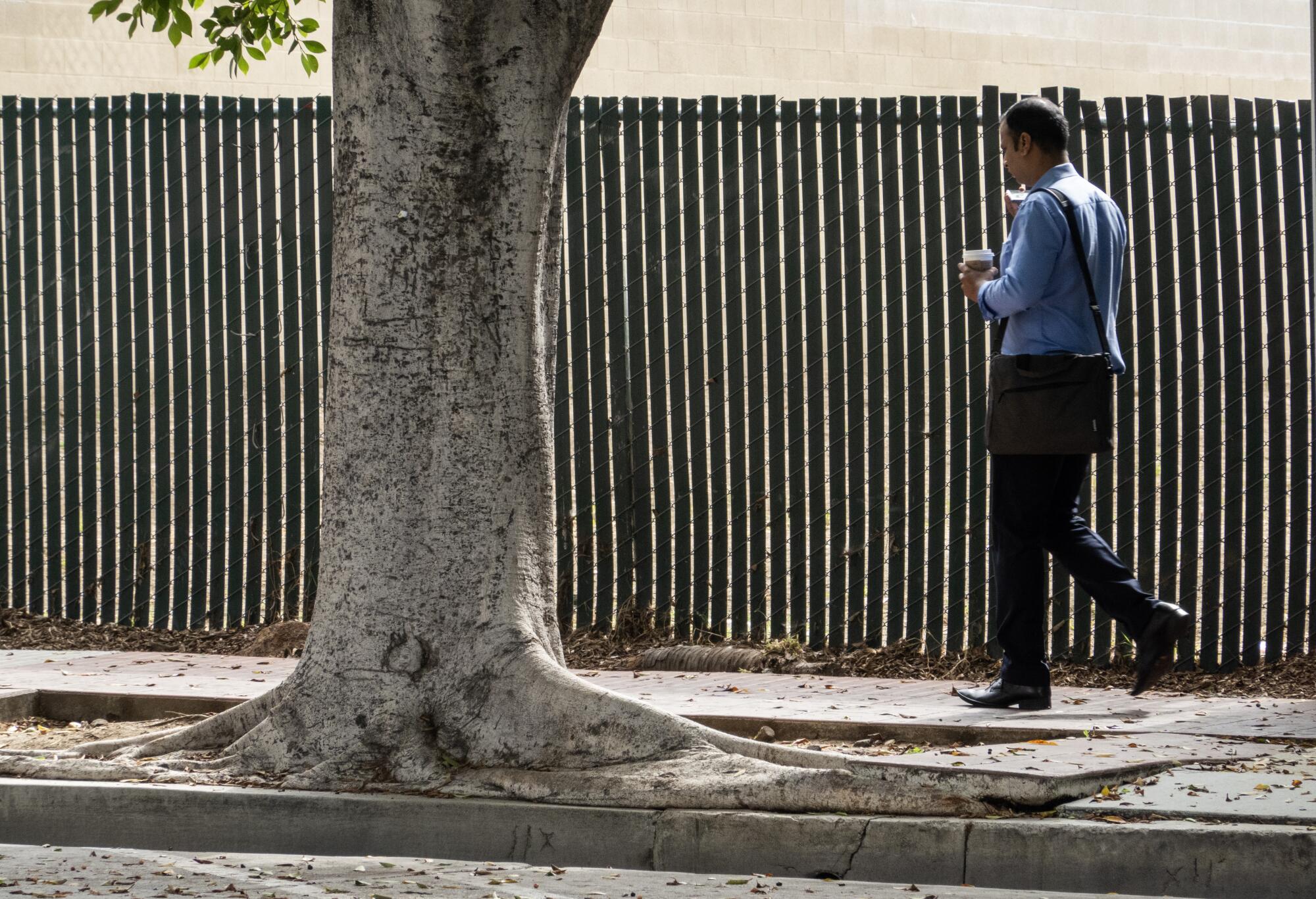 A man walks along a sidewalk lifted by the roots of an old ficus tree. 