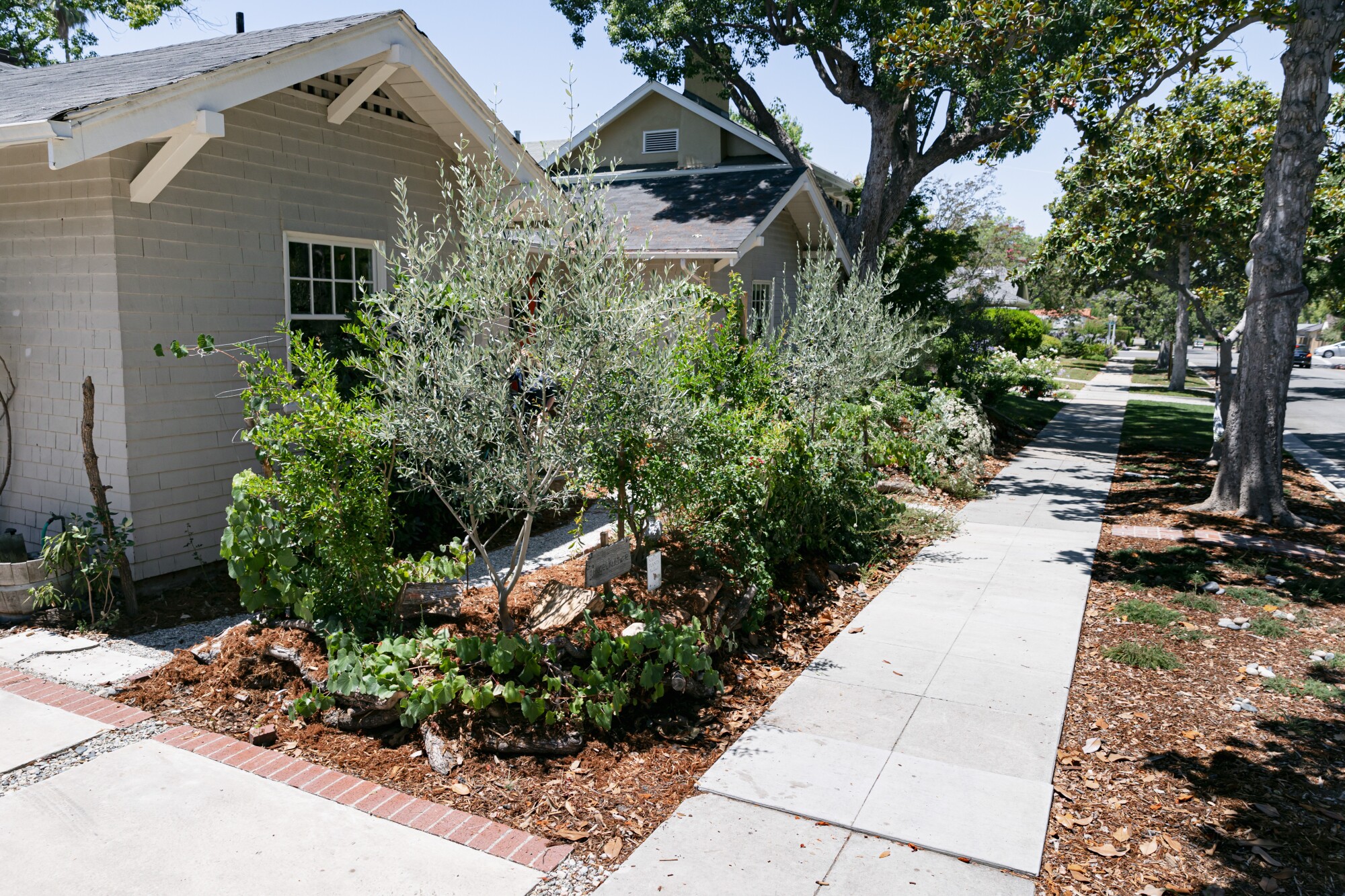 A mulchy garden between a sidewalk and a house 
