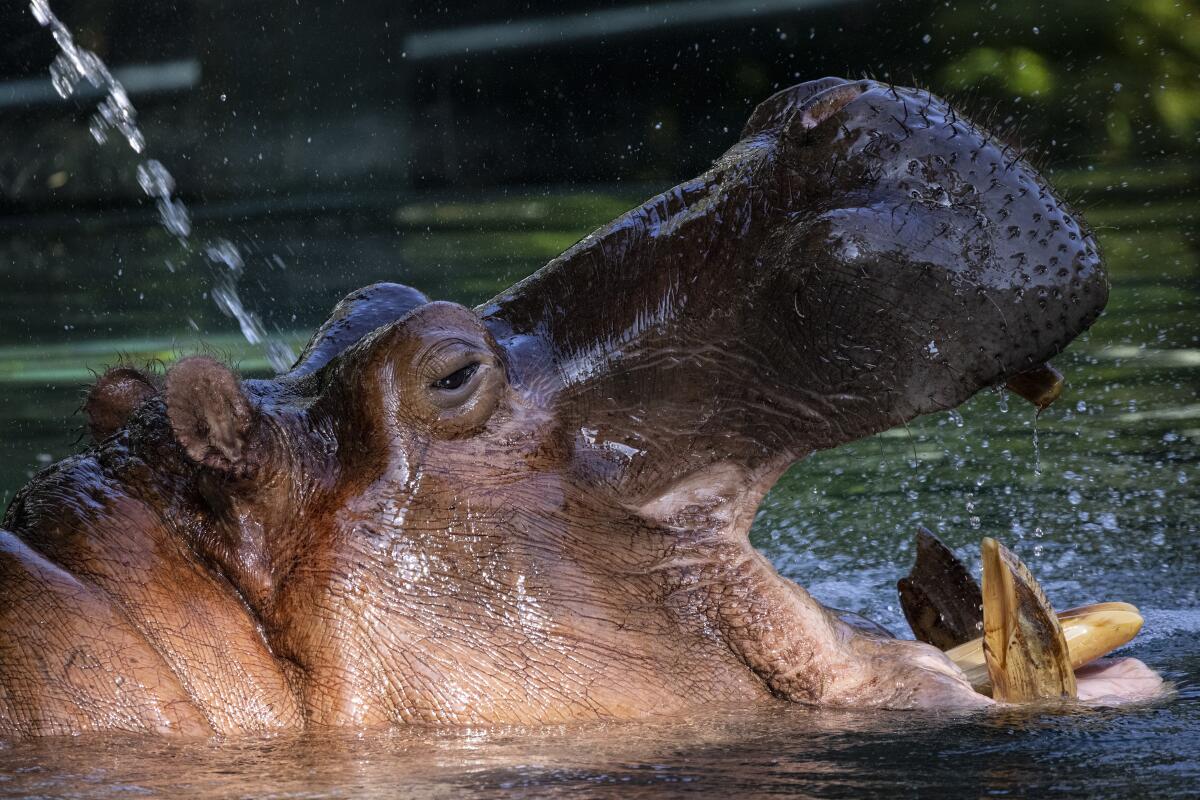 Otis the hippo opens his mouth at the San Diego Zoo.