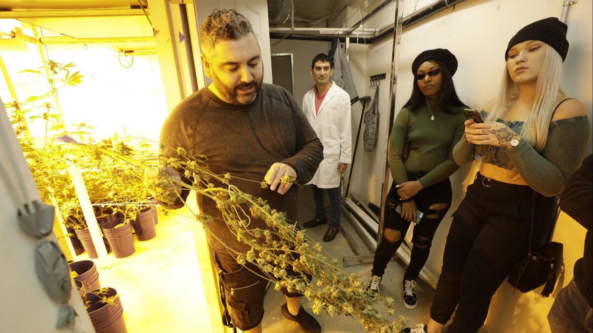 Michael Ashbel, owner of MMD in North Hollywood, shows a marijuana plant that is going through the curing process during a visit to his facility by Green Tours.