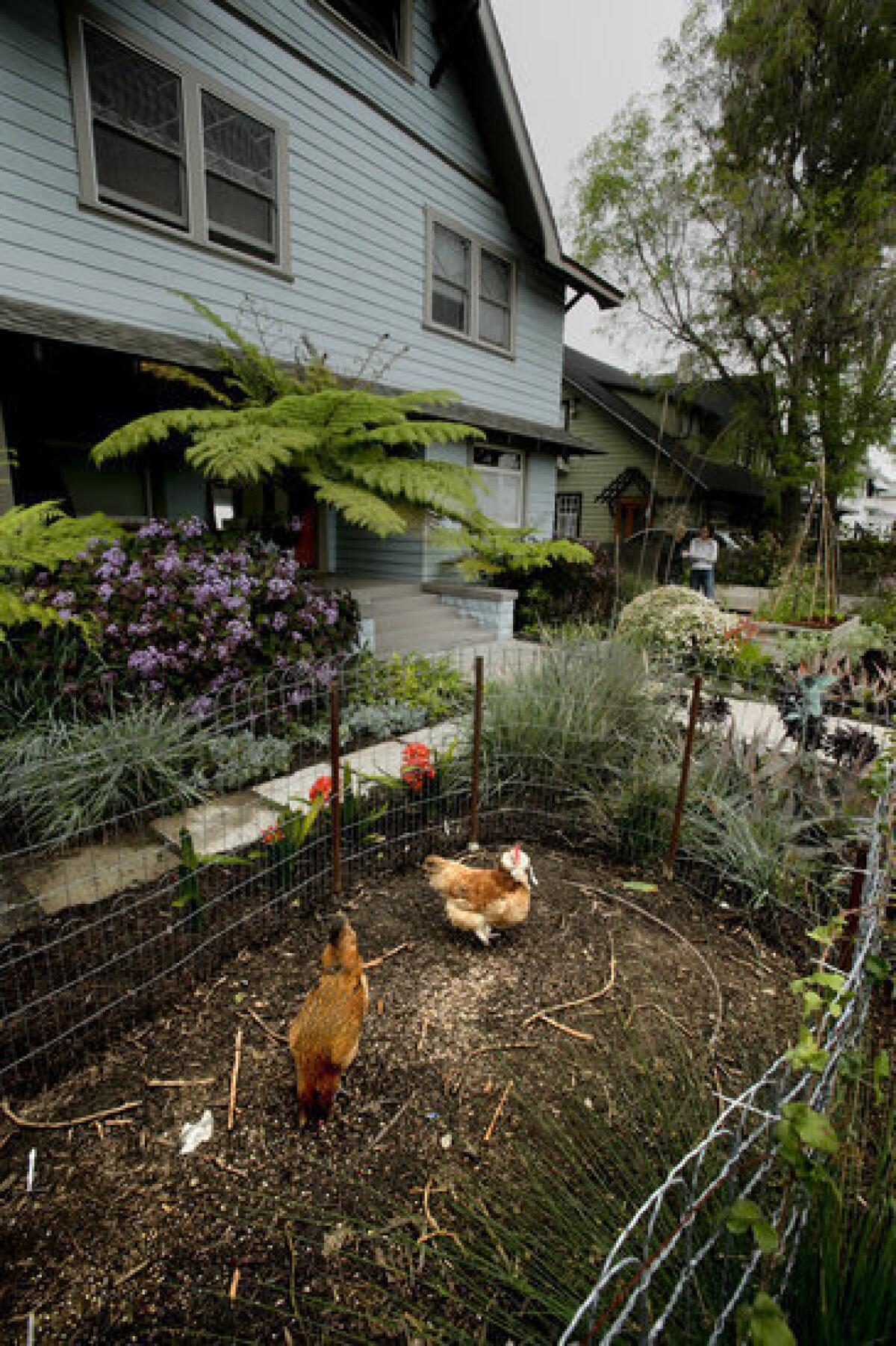 Julie Burleigh says the chickens in her West Adams garden are happier and producing more since she installed a chicken run connecting the front and backyard.