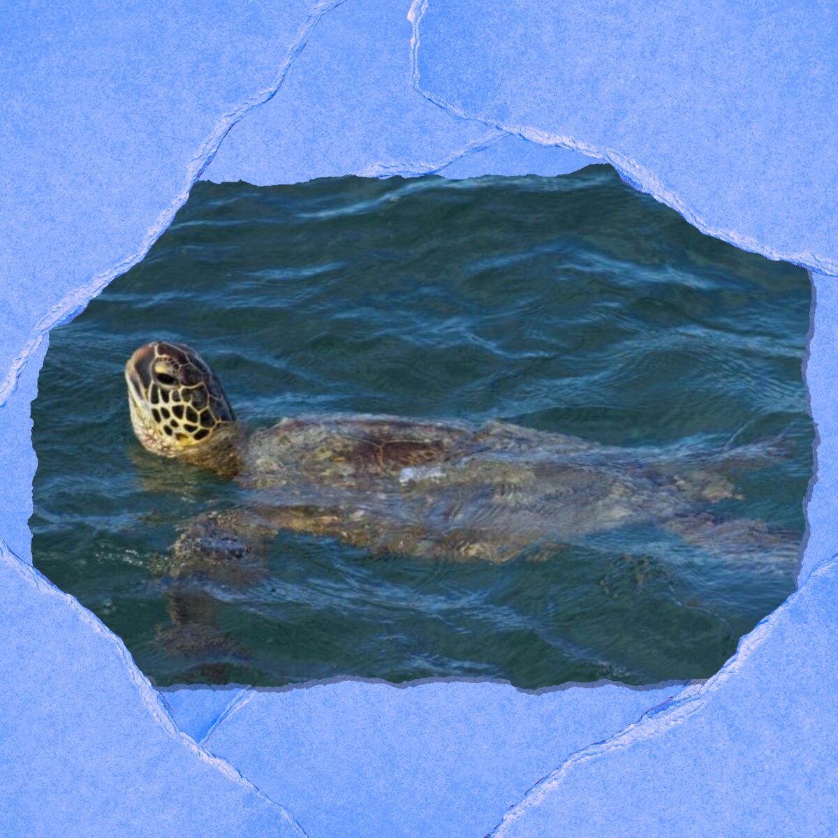 A turtle's head pokes above water as it swims.