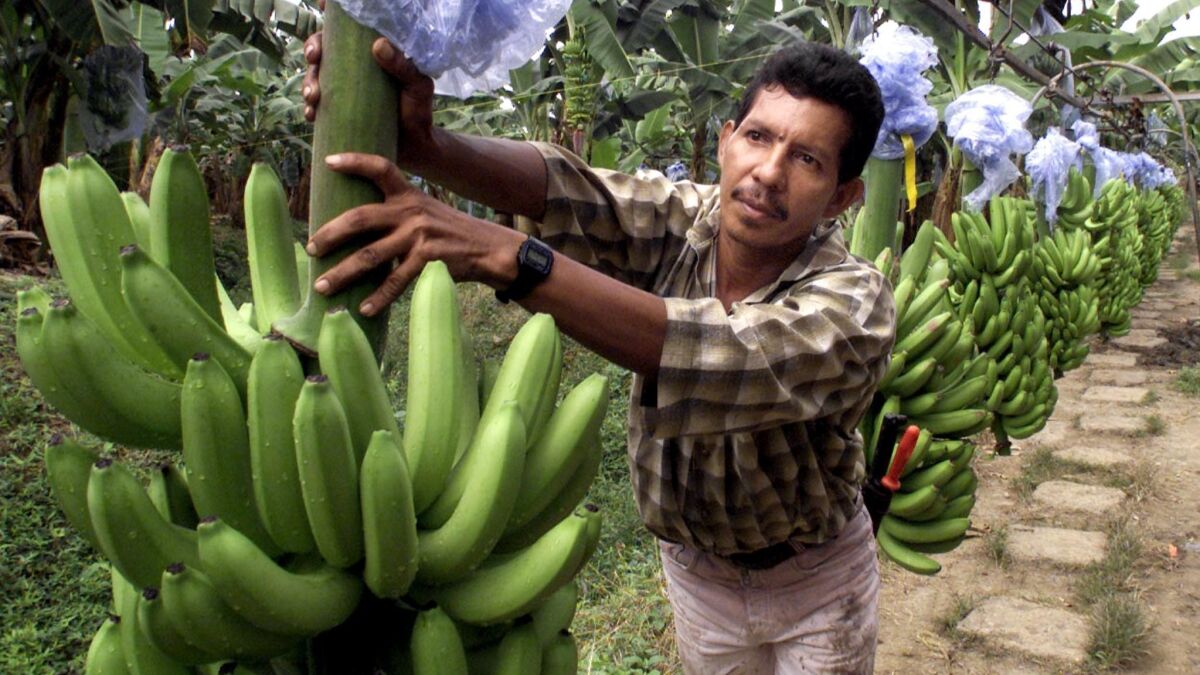 A banana plantation worker in Santa Marta, Colombia, in 2000.