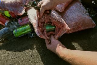 FRESNO, CALIFORNIA-Oct. 8, 2024-During a recent traffic stop on I-5 in Fresno County, a California Highway Patrol K9 officer seized approximately 11 pounds of fentanyl, with an estimated street value of $500,000. The fentanyl was concealed in meat packages inside the vehicle. The driver, a 30-year-old man from Washington state, was arrested and now faces multiple felony charges, including possession of fentanyl for sale and transportation of fentanyl across non-contiguous counties. (CHP)