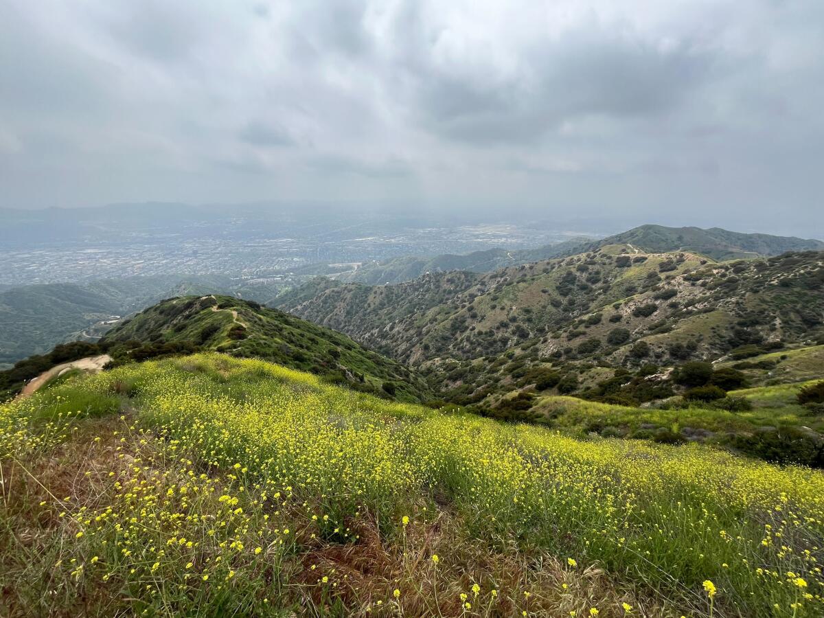 Hillsides covered in invasive wild mustard and other plants with a view of a city below.