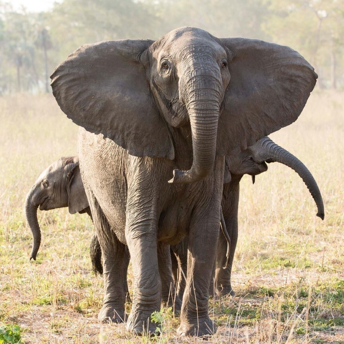 Una elefanta sin colmillos con sus dos crías en el Parque Nacional de Gorongosa, en Mozambique.