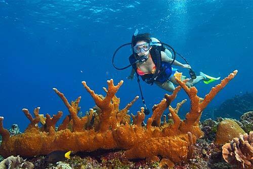 Diver and coral