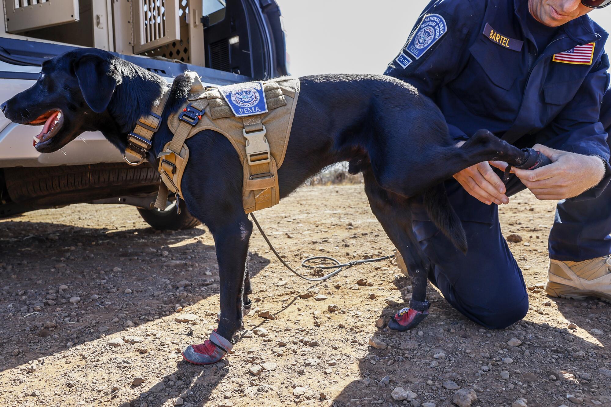 Einem arbeitenden schwarzen Labrador wird in Stiefeletten geholfen.