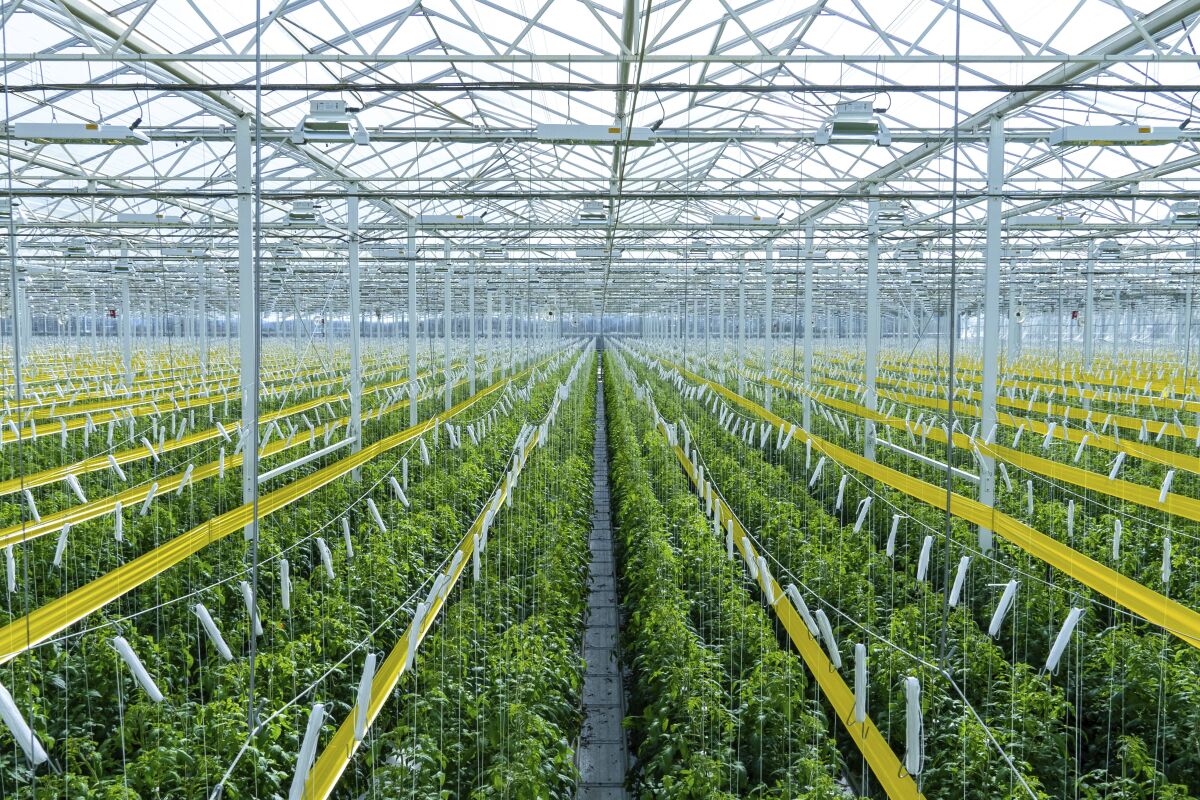 This Thursday, Jan. 14, 2021 photo provided by AppHarvest shows tomatoes being grown in their Morehead, Ky. facility. The company is one of several big players in the fast-growing indoor farming space. Experts say tech advances from the cannabis industry and lower-cost, energy efficient LED bulbs are helping fuel growth, along with increasing customer demand for sustainable food. (AppHarvest via AP)