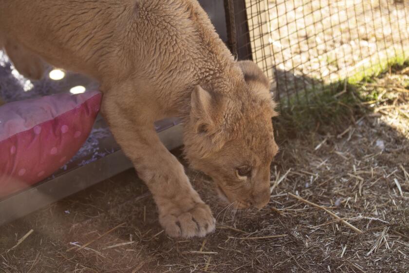 In this photo supplied by Humane Society International (HSI), Freya, a lion cub rescued from the wildfire trade in Lebanon, takes her first steps out of her container at the Drakenstein Lion Park sanctuary in Paarl, South Africa, Thursday, June 27, 2024. (Sam Reinders for Humane Society International via AP)