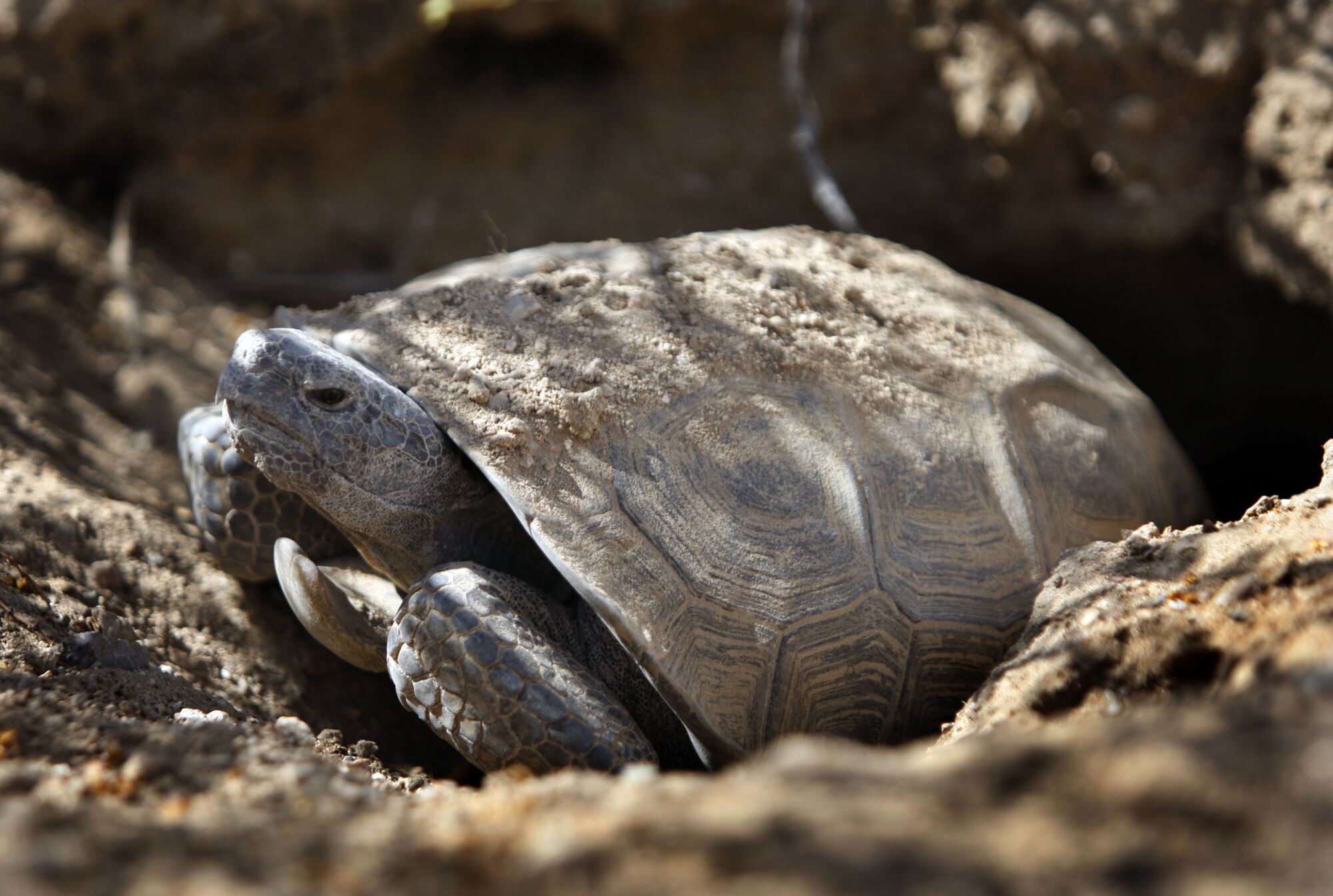 A desert tortoise looks out of its burrow in the Ivanpah Valley in the eastern Mojave Desert.