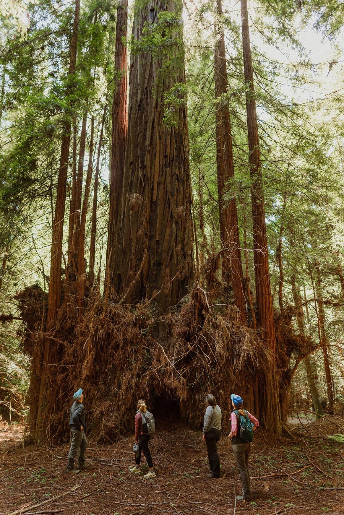 Four people look up at a giant tree.