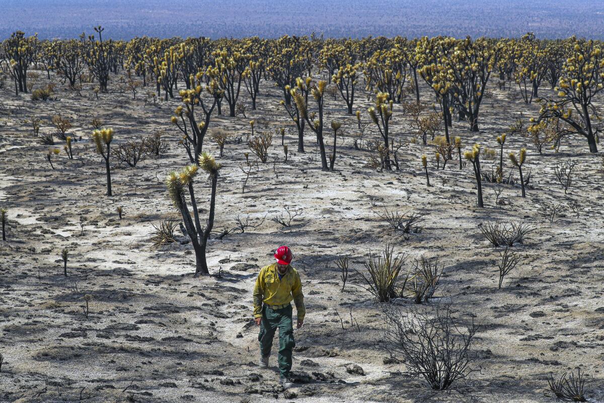 J.T. Sohr, a fire engine captain at Mojave National Preserve, walks through the charred Cima Dome Joshua tree forest.
