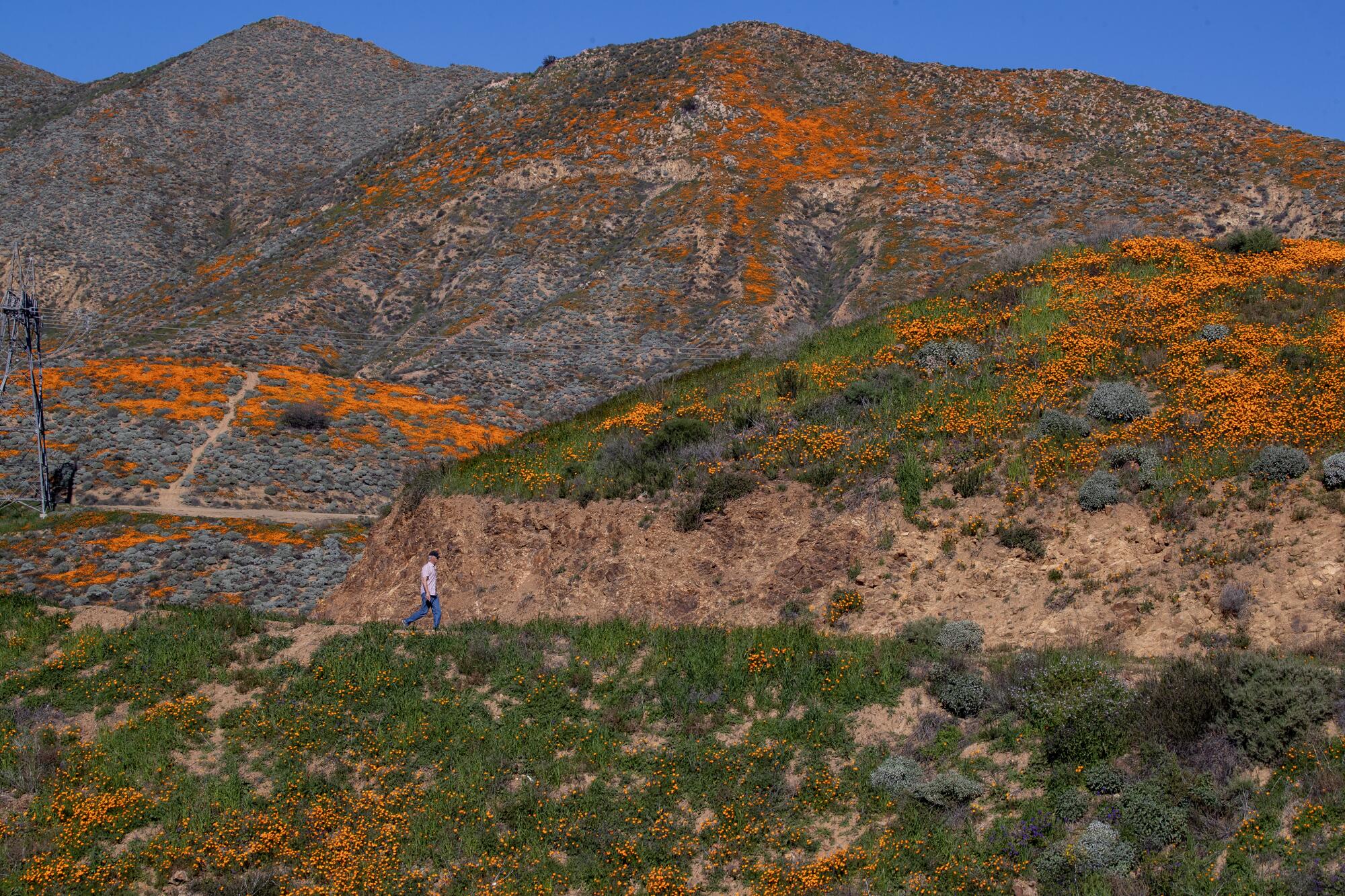 Jeff Foster was able to take in a takes a scenic hike to view of the spring California Poppies