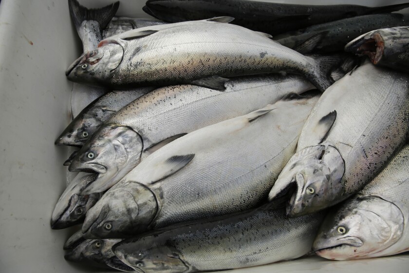 In this photo taken Monday, July 22, 2019, chinook salmon is seen after being unloaded at Fisherman's Wharf in San Francisco. California fishermen are reporting one of the best salmon fishing seasons in more than a decade, thanks to heavy rain and snow that ended the state's historic drought. It's a sharp reversal for chinook salmon, also known as king salmon, an iconic fish that helps sustain many Pacific Coast fishing communities. (AP Photo/Eric Risberg)