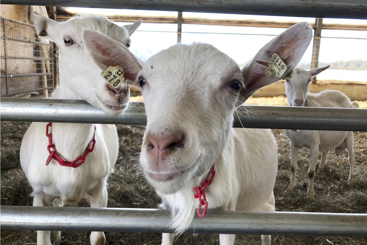 Family farm swaps cows for goats amid changed dairy industry - The