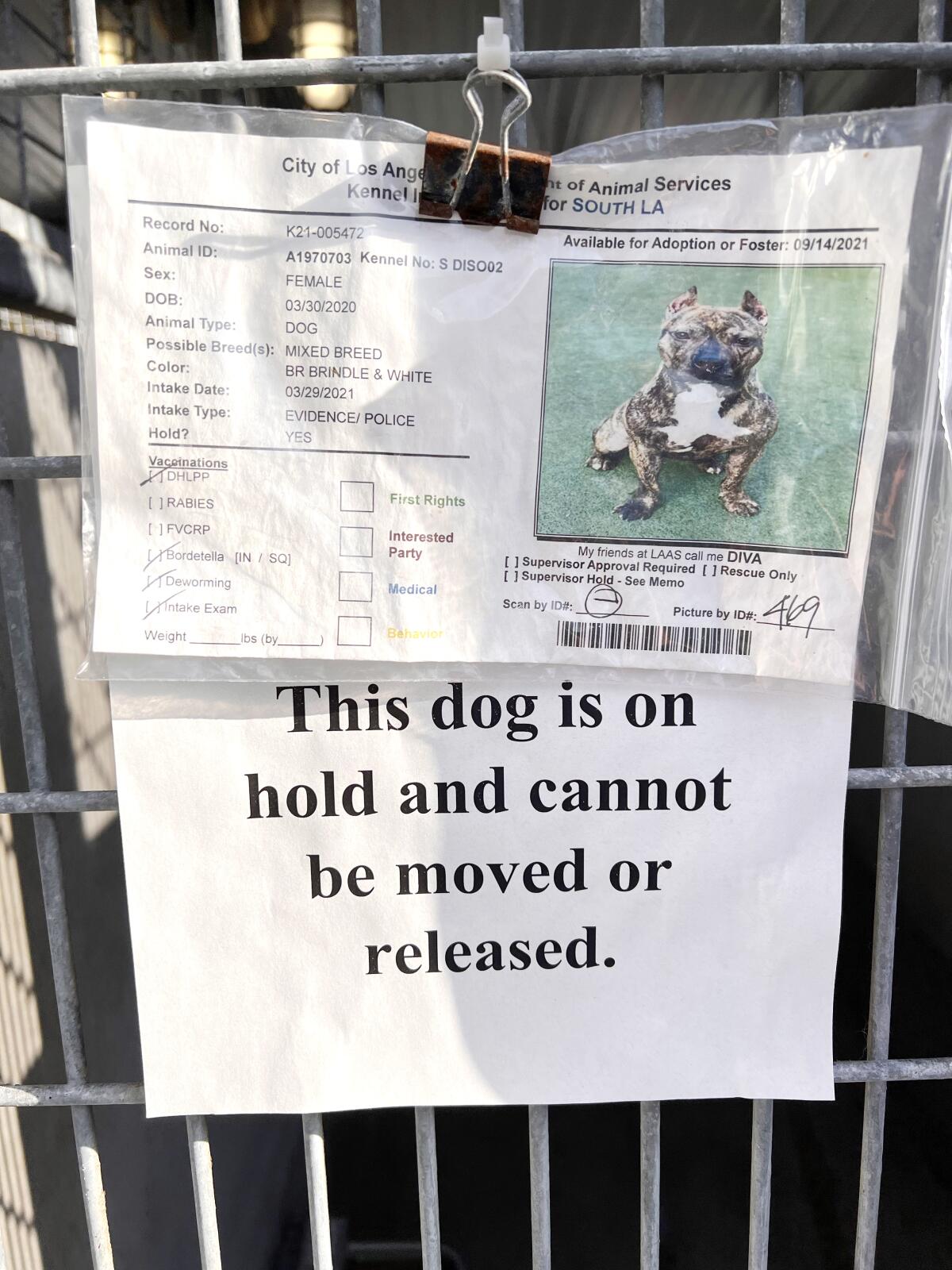 Bubbles Dog Rescue is on a mission to find homes for rescue dogs - Santa Monica Daily Press