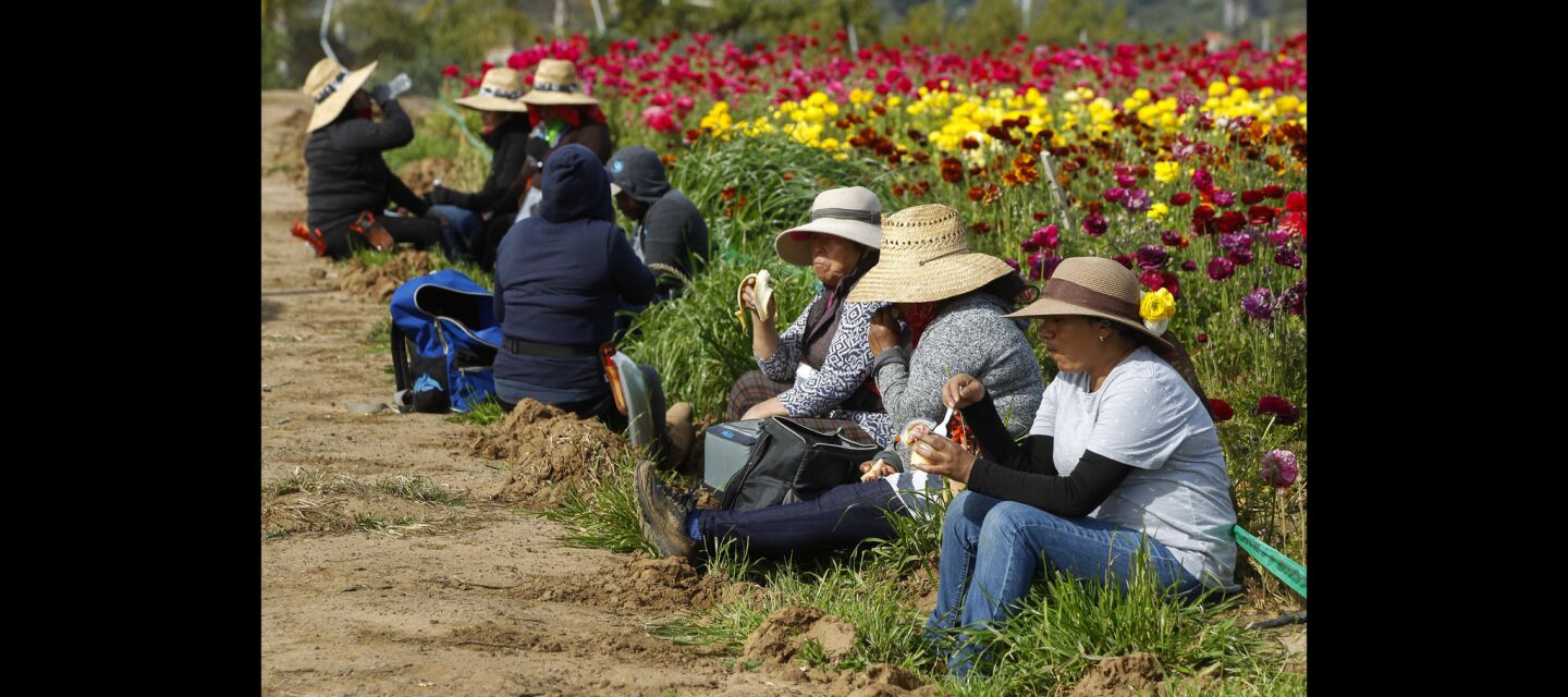 Flower field workers relax and eat a snack during a break from picking ranunculus flowers.