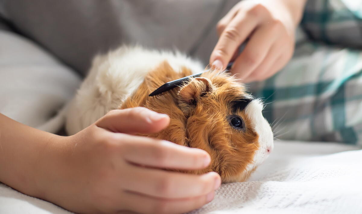 Why Guinea Pigs Make Great Pets: Care and History Explained - Los ...