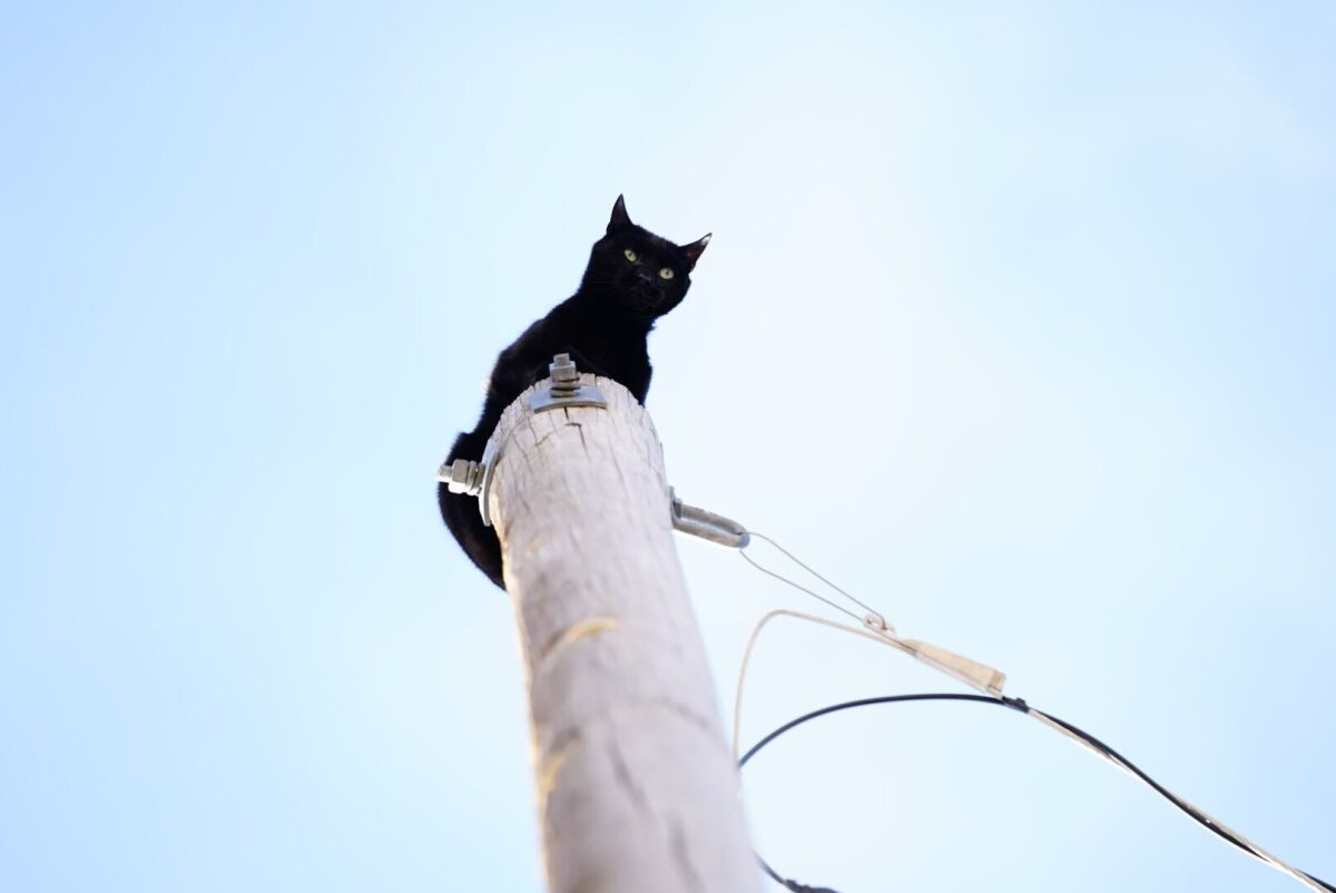 Aurora firefighters rescue Panther, a local cat who's been stuck on top of a 36-foot-high light pole for days, possibly four days on Friday, Dec. 10, 2021in Aurora, Colo. (Philip B. Poston/Sentinel Colorado via AP)