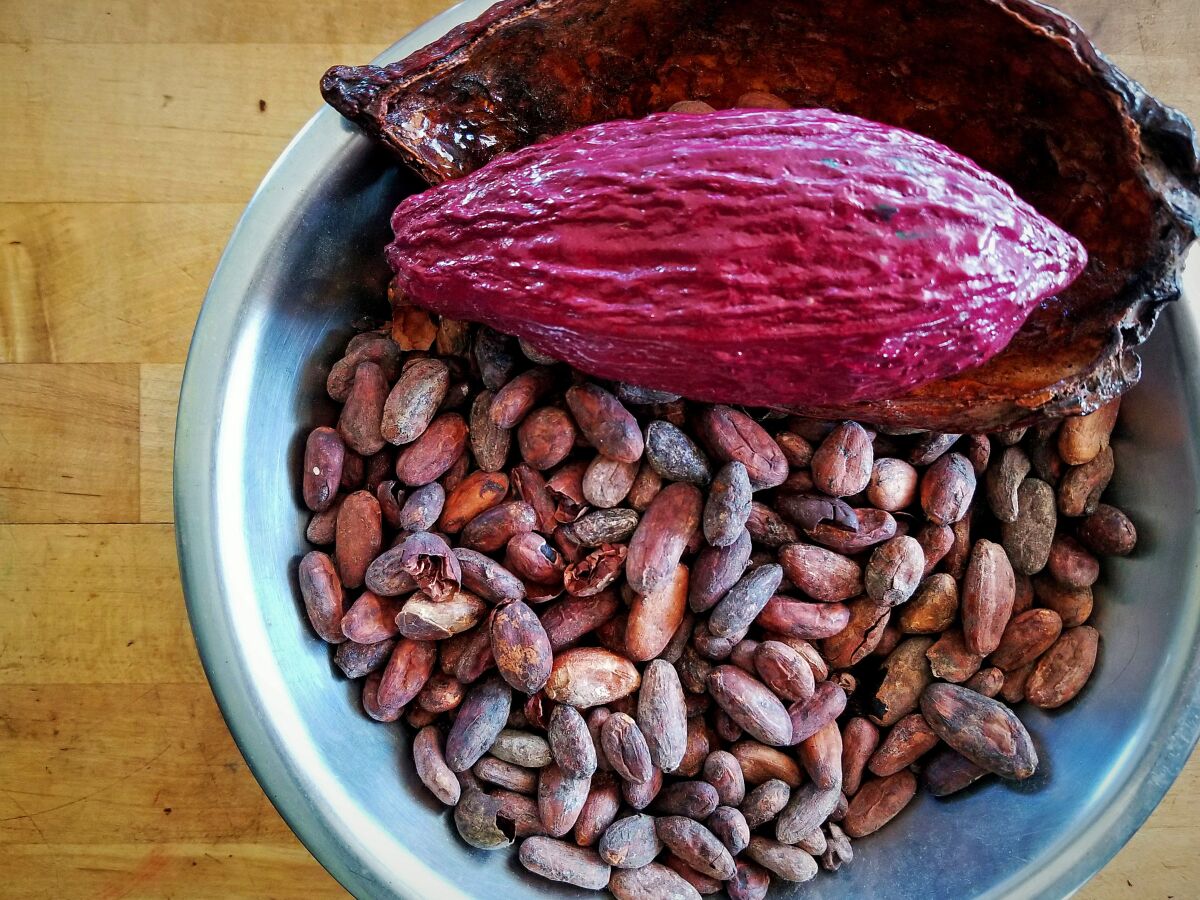 Cacao husk and beans at Marsatta Chocolate in Torrance