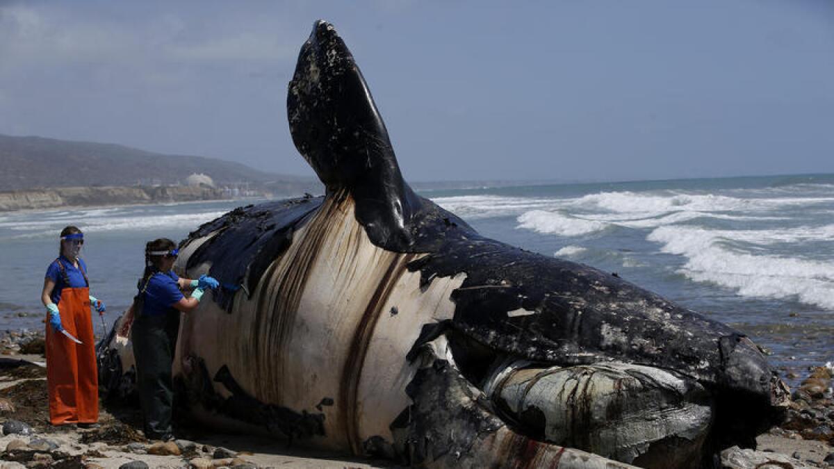 Biólogos de la Administración Nacional Oceánica y Atmosférica toman muestras de tejido de una ballena en descomposición en la playa estatal de San Onofre.