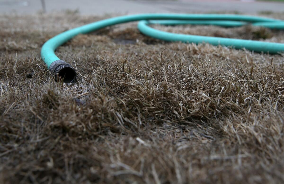 Laguna Beach County Water District customers must limit lawn watering and fix pipe leaks within 48 hours or face fines as the district complies with the California Water Resources Control Board's mandatory conservation measures. This yard is in San Francisco.
