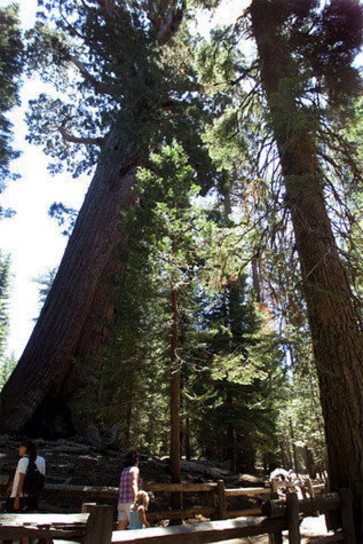 The Grizzly Giant tree(left)in Mariposa Grove in Yosemite National Park. The National Park Service is planning to remove most development in the grove of giant sequoias as part of a $24 million restoration project.