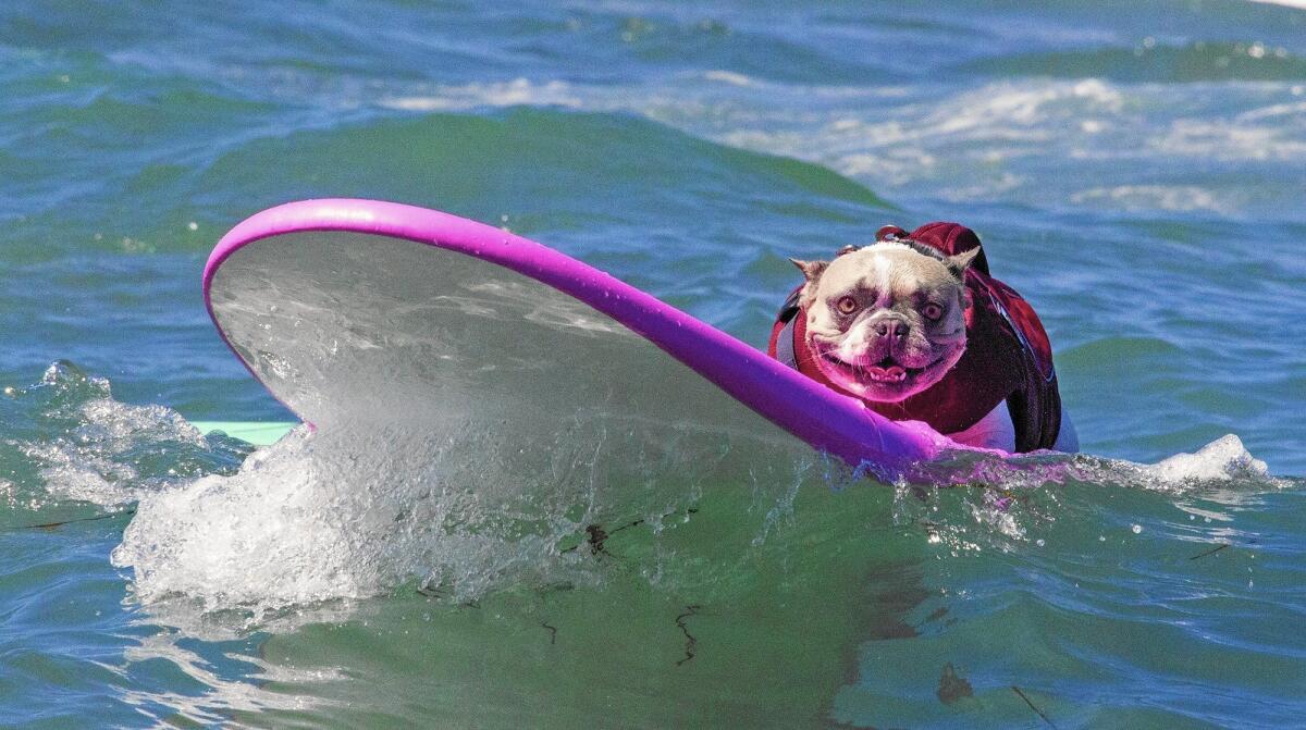 Cherie, a French bulldog who lives in Newport Beach, surfs in Del Mar during an event last year.