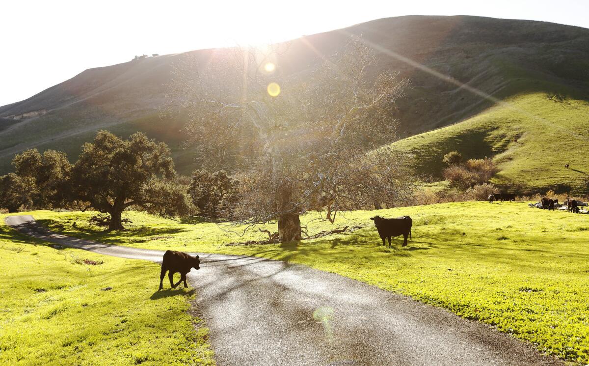Cattle graze in the Cuarta Canyon above Cuarta Beach in Hollister Ranch. (Al Seib / Los Angeles Times)