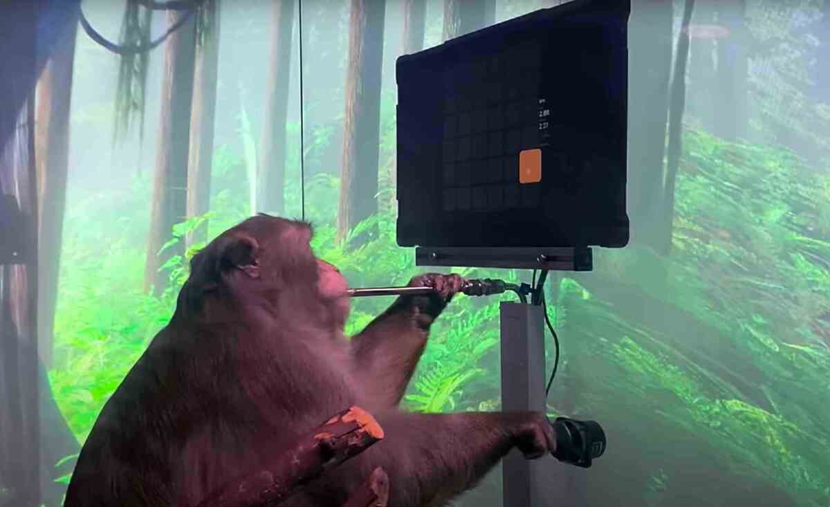 El macaco Pager, de nueve años, juega a una versión del clásico videojuego Pong.