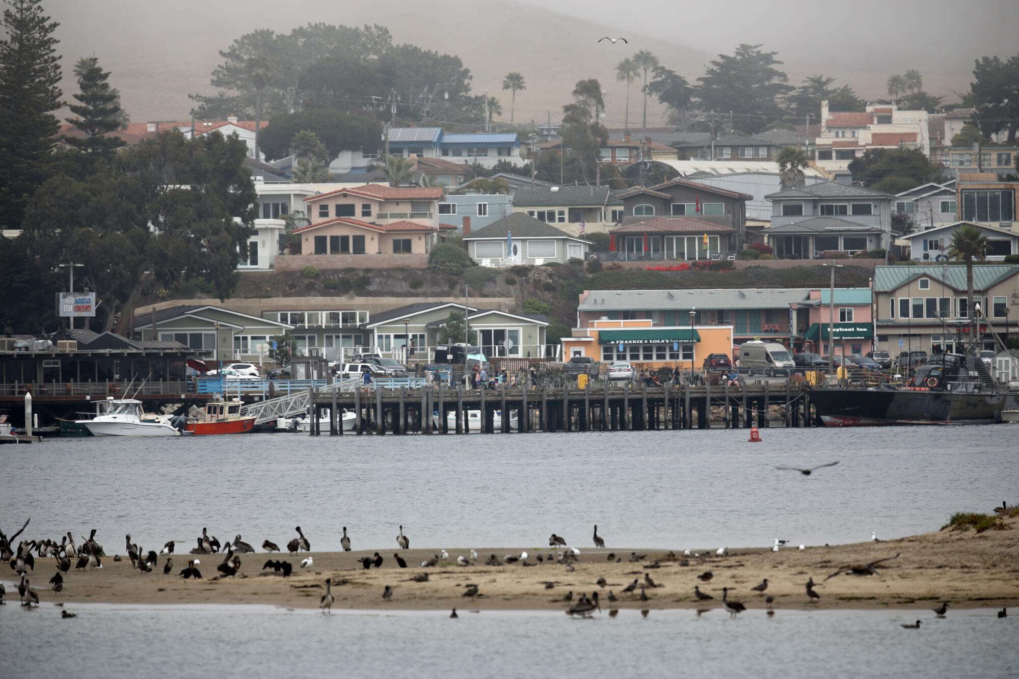 Houses line a bayfront as seabirds gather on a sandbar
