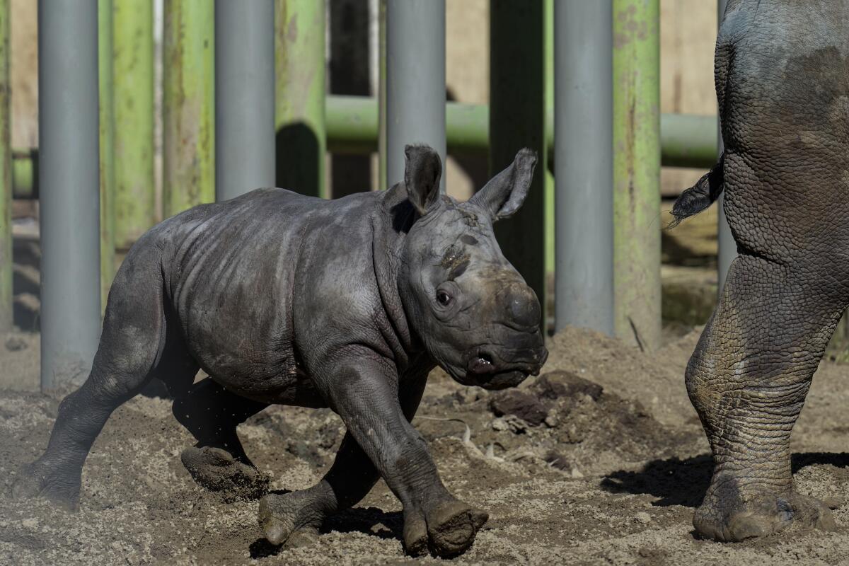 Silverio, a 12-day-old white rhino, runs next to his mother.